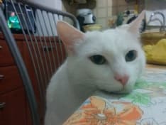 MAPPANO - Esistono animali vegetariani? Il micio curioso mangia anche l'insalata... - VIDEO