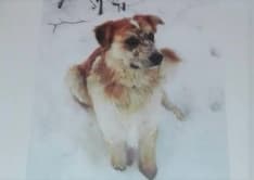 CASTELLAMONTE - Appello per ritrovare il cane Motaki