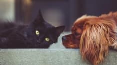 CANAVESE - Entro giugno gli ambulatori veterinari sociali anche per la nostra zona