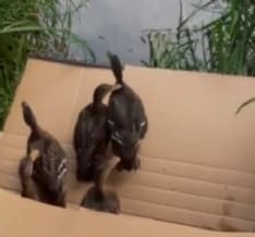 CHIVASSO - Liberate anatre selvatiche e germani reali in una derivazione del Po - VIDEO