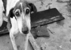 MAZZE' - Uccide il cane a martellate: condannato a quattro mesi di carcere