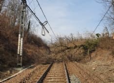 FERROVIA CHIVASSO-IVREA-AOSTA - Crolla un albero sui binari: circolazione sospesa tra Candia Canavese e Strambino