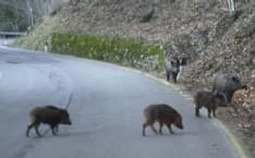 CASTELLAMONTE - Allarme cinghiali. Il sindaco: «Abbatteteli»