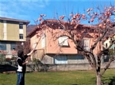 LESSOLO - Luca Nardi raccoglie i cachi e li distribuisce gratis in paese