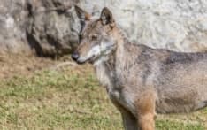 ALPETTE - Lupi vicino alle case, capre ferite dagli attacchi: i residenti invitano alla prudenza escursionisti e cercatori di funghi