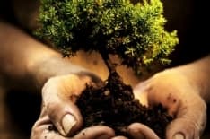 CANAVESE - Contro l'emergenza clima si piantano nuovi alberi