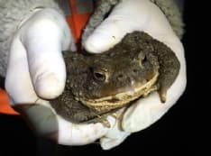 CANAVESE - Riparte la campagna per salvare i rospi innamorati a Pertusio, Rivarossa e in Valchiusella