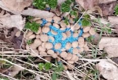 BAIRO - Bocconi avvelenati contro i cani: scatta l'allarme in paese - FOTO