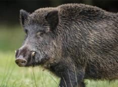 LUSIGLIE' - Cannoni anti-cinghiali troppo rumorosi