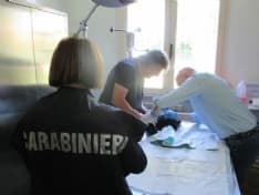 CANAVESE - Cuccioli morti stipati nelle auto: carabinieri scoprono traffico illecito di cani dall'est Europa