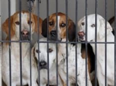 MAZZE' - Maltratta i cani: cinquantenne arrestato dai carabinieri