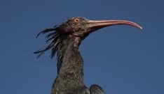 CANAVESE - Il rarissimo Ibis Eremita ha fatto tappa a Castellamonte - FOTO
