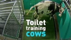 AMBIENTE - Come insegnare ai bovini a farla nel posto giusto