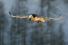 GRAN PARADISO - Ritorna il concorso internazionale "Fotografare il Parco"