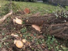 AGLIE' - Albero abbattuto, l'associazione ambientalista: «Serve un programma condiviso di cura del verde»