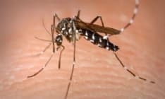 IVREA - Allarme zanzara tigre: partono i controlli del Comune