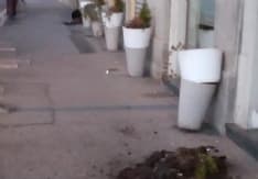 IVREA - Vandali ancora in azione devastano le fioriere «per noia»