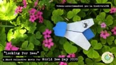 GIORNATA MONDIALE DELLE API - Le api del Canavese partecipano al cortometraggio «Looking For Bees» - VIDEO