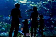 LOCKDOWN – Anche i pesci soffrono