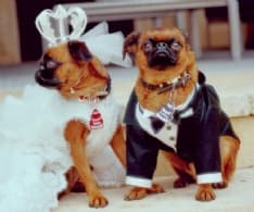 PET – Finché “arf” non vi separi