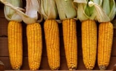 SAN GIORGIO - L'associazione Antichi Mais ospite a Torino