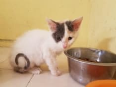 CHIVASSO - «La loro mamma umana è stata uccisa: cerchiamo aiuto per i gatti di Giusy Arena»