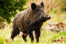 CANAVESE - L'allarme di Avetta: «Siccità e cinghiali stanno mettendo in ginocchio l'agricoltura»