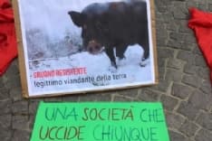 CHIVASSO - Cinghiale ucciso, presidio «antispecista» in piazza della Repubblica