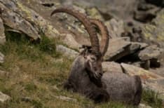 PARCO GRAN PARADISO - Confermato il riconoscimento a livello mondiale: il Parco nella «Green List» per la terza volta di fila