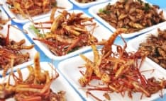 INSETTI NEL MENU' - Crociata del Comune di Andrate contro i novel food: «Sono cibi che non rientrano nella nostra identità»