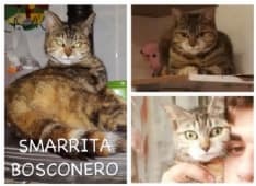 BOSCONERO - Appello per ritrovare Kissi, smarrita a Bosconero