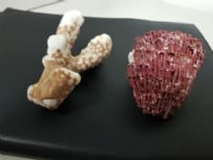 CASELLE - Ruba coralli in estinzione da Zanzibar: ora rischia fino a 15 mila euro di multa - VIDEO