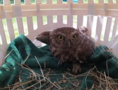 VESTIGNE' - Una civetta incastrata nella canna fumaria: salvata dai vigili del fuoco