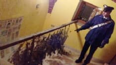 VISTRORIO - Tredici piante di canapa in casa: denunciato - FOTO