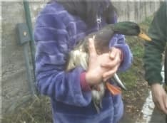 CALUSO - Germano reale cade in un pozzo di otto metri: salvato dai vigili del fuoco