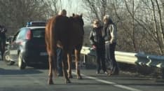 LEINI - Cavallo terrorizzato scappa sull'ex statale 460: salvato dai carabinieri e dagli automobilisti - FOTO