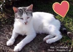 BAIRO-AGLIE' - Gatto scomparso nel nulla torna a casa dopo sedici mesi: la storia di Spaghetto