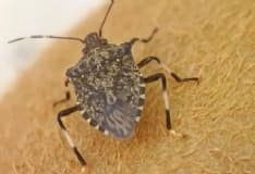 PIEMONTE - Prosegue il lavoro di squadra per il contrasto alla cimice asiatica con la vespa «samurai»