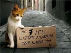 PAVONE - Gatta picchiata e uccisa: l'Anpav presenta denuncia