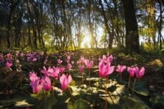 AMBIENTE – La Guida a foreste, boschi e alberi in Italia