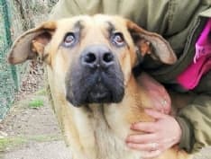 APPELLO - Scooby dal rifugio cerca una nuova famiglia - FOTO