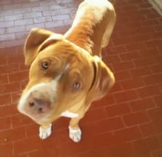 Cani smarriti ospiti del rifugio