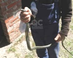 PEROSA CANAVESE - Allarme per due serpenti nel sottotetto di casa