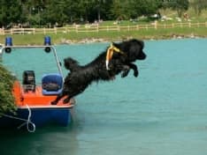 CERESOLE REALE - I cani imparano a diventare bagnini nel lago