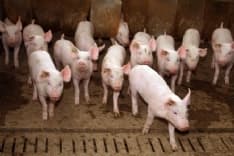 VALPERGA - I 1000 maiali puzzano: interviene anche l'Arpa