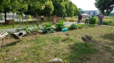 CASTELLAMONTE - C'è qualcuno che fa sparire la verdura coltivata nell'orto sociale di via Olivetti