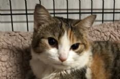 IVREA - Investe una gatta e se ne va: la micia sopravvive e ora cerca la sua famiglia - FOTO