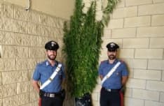 CASELLE - 136 piante di marijuana nel giardino di casa - FOTO