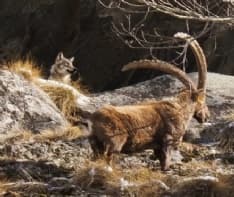 CERESOLE REALE - Gli stambecchi a tu per tu con il lupo nell'area protetta del Parco Gran Paradiso