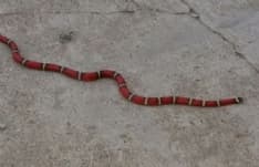 VOLPIANO - Un serpente nel bagno di casa: paura in un alloggio - FOTO